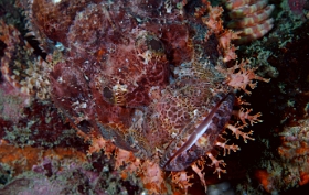 Birmanie - Mergui - 2018 - DSC02598 - Tasseled scorpionfish - Poisson scorpion a houpe - Scorpaenopsis oxycephala